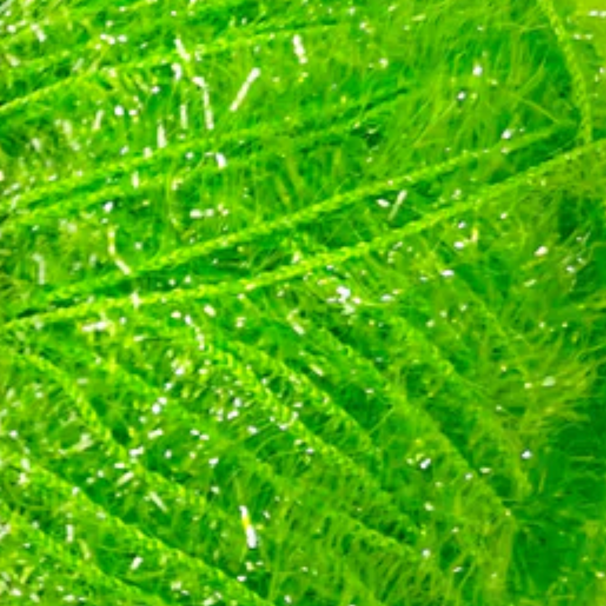 10 - Green Apple